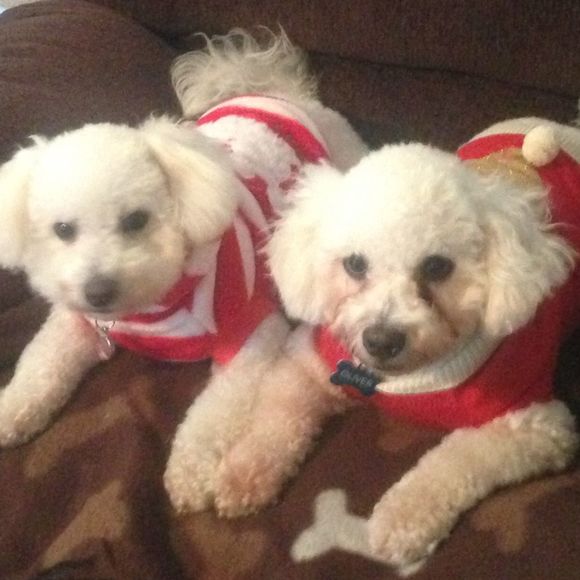 Meet your Posher, Lorra - Picture 1 of 1